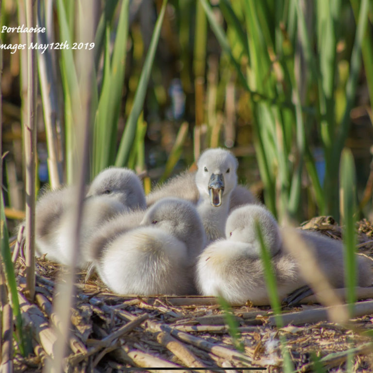 Read more about the article Life on the Lake