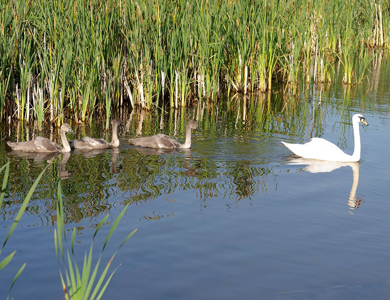 You are currently viewing Keeping Our Swans Safe